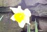 daffodil (photo: freeimages)